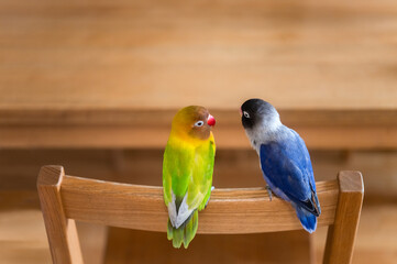 リビングで寛ぐボタンインコ
