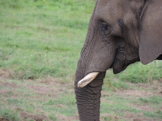 Fototapeta premium animals in the zoo