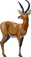Reedbuck - vector illustration