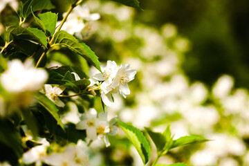 Blooming jasmine bush on a bright summer sunny day. Selective focus. Copy space.