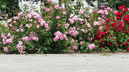Fototapeta na wymiar rose bushes and asphalt (or space for text) on a summer's day