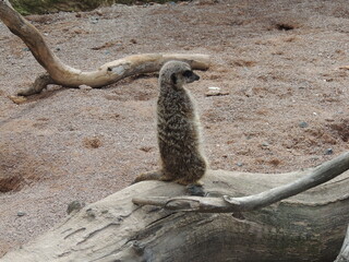 meerkat