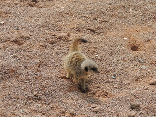 meerkat