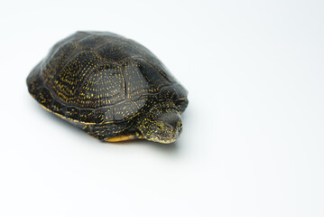 European marsh turtle isolated on white background