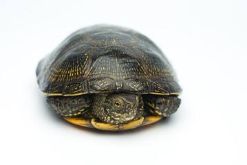 European marsh turtle isolated on white background