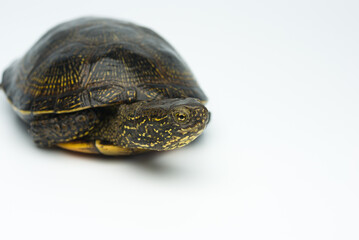 European marsh turtle isolated on white background