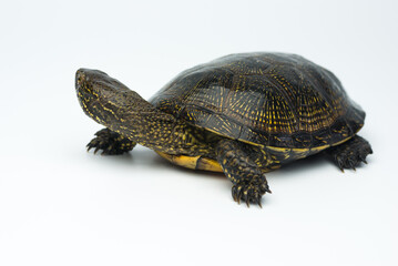 European marsh turtle isolated on white background
