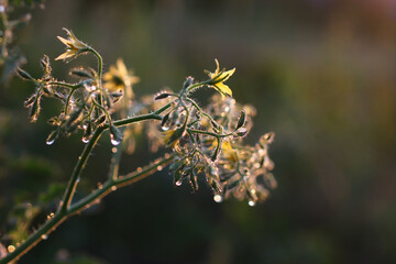 blooming tomato in the garden close-up in water drops