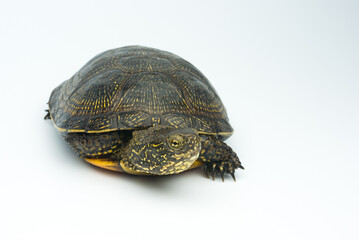 European marsh turtle isolated on white background