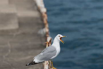 seagull with beak and tongue showing on a pier