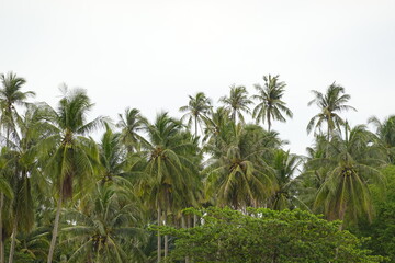 Obraz na płótnie Canvas Coconut palm trees tropical view