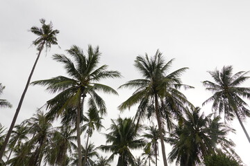 Coconut palm trees tropical view