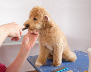 The dog sits on the grooming table while cutting