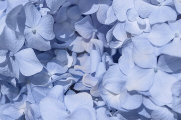 Macro photo of Hydrangea. Natural background of blue flowers in bloom. Beautiful and fragile petals of blossoming plant.
