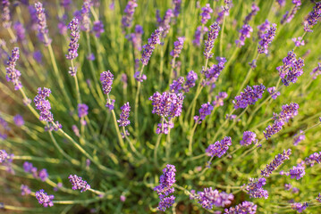 Obraz premium avender bushes on the field at sunrise. wonderful background. Purple flowers.