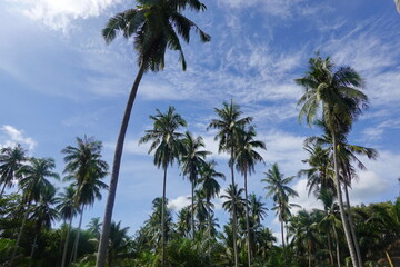 Fototapeta na wymiar Coconut palm trees tropical view