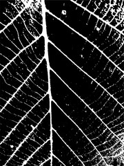 Vector leaf texture. Illustration with nature background