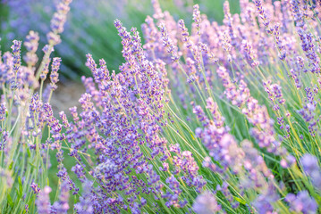 avender bushes on the field at sunrise. wonderful background. Purple flowers.