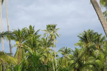 Coconut palm trees tropical view