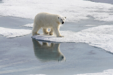 Fototapeta na wymiar Polar bear (Ursus maritimus) on the pack ice north of Spitsbergen Island, Svalbard with reflection