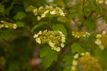 viburnum blooms in spring