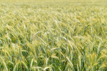 Weizenfeld im Sommer