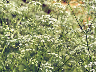 Small white flowers on a green background  close-up.