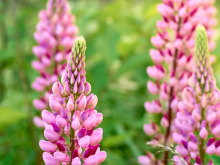Lupin flowers blooms in the field.