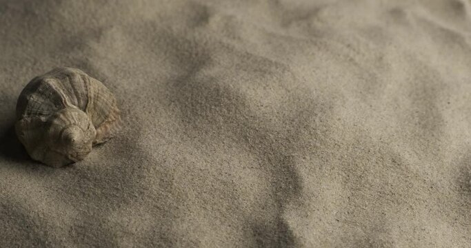 Close-up. Rotation of a seashell lying on the sand. Beach background