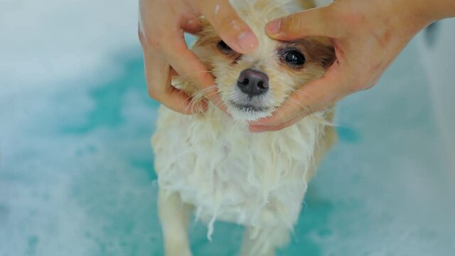 Beauty salon animal to bathe Pomeranian puppies. Bathe the dog and wipe the tear stains. Bathing takes care of the health of the owner's lovely pet.