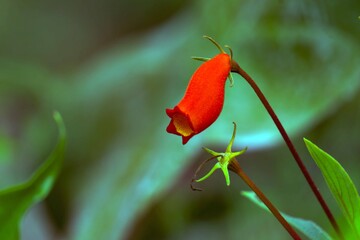 red flower in the garden