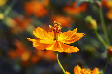 Cosmos sulphureus, also known as  Sulfur Cosmos flower blossoming, bokeh background  