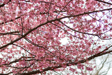 Beautiful Flowering Pink Cherry Blossom Tree Branches during Spring in Williamsburg Brooklyn of New York City