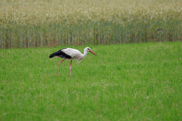 ein einzelner weißstorch sucht in der wiese nach nahrung