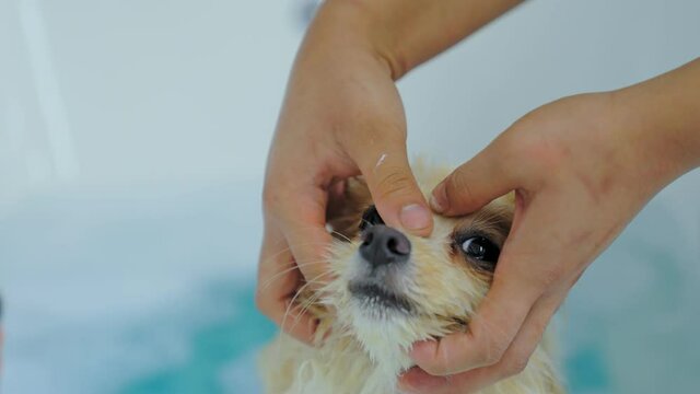 Beauty salon animal to bathe Pomeranian puppies. Bathe the dog and wipe the tear stains. Bathing takes care of the health of the owner's lovely pet.