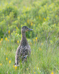 Duck in Summer Foliage