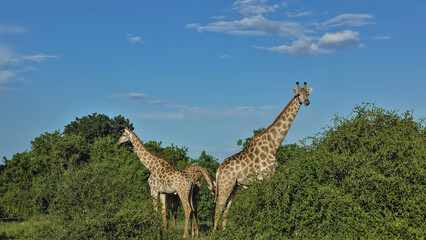 Giraffes graze among the lush green bushes. Long neck, head with horns against a blue sky with clouds. Botswana. Chobe park