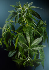 Naklejka na ściany i meble Marijuana leaves, cannabis culture on dark background