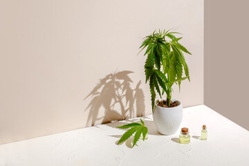 Growing marijuana at home. Hemp in a pot on a table