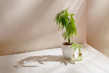 Growing marijuana at home. Hemp in a pot on a table