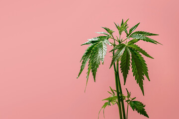 Cannabis bush on a pastel background. Large green leaves of marijuana close up