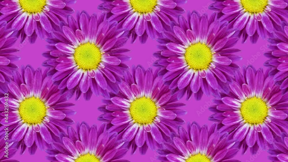 Poster violet background with chrysanthemums. floral animation pattern with a seamless loop
