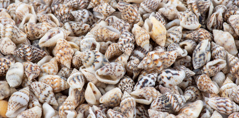 Summer background pattern from seashells. Shell close-up. Ocean coast. Seashells background. Top view. sea shells background. Seashells background. 