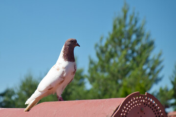 Single white pigeon with brown head on the roof against blue sky