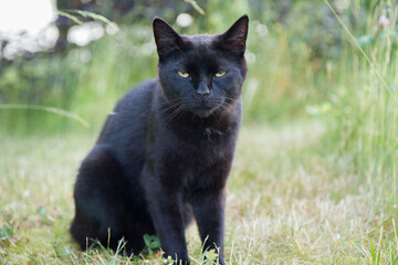 Naklejka na ściany i meble Black cat sitting among grass in a garden