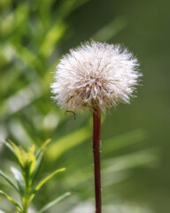 dandelion close-up on a grass background, selective focus, blurred background