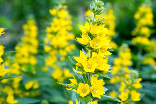 The dotted loosestrife (Lysimachia punctata) blooming in a garden