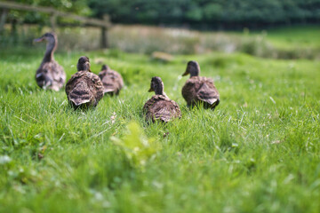 ducks on the grass