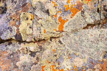 Macro texture of orange and black lichen moss growing on mountain rock
