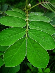 water droplets on green leaves hd wallpaper 